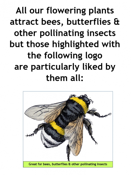 All of our plants---Bees